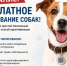 Успейте простерилизовать и чипировать свих питомцев - бесплатно!. - Вешкаймский район