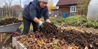 КамАЗ перегноя под картошку больше не нужен: осенью готовлю грядку одним способом — весной только провести борозды - Pg11.Ru