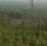 1648944930_24-vsegda-pomnim-com-p-taiga-yakutii-foto-24_234 - NeruLife.Ru