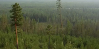 1648944930_24-vsegda-pomnim-com-p-taiga-yakutii-foto-24_234 - NeruLife.Ru