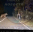 Семья лосей выбежала на дорогу перед автомобилем в Камешкирском районе - Stolica58.Ru