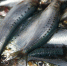 Свежевыловленная сардина-иваси. Архивное фото - Fishnews.Ru