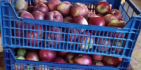 Школьники станицы Марьинской передали яблоки для бойцов в госпиталь. - Кировский муниципальный округ