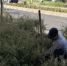 Около 1000 кустов спиреи высадят на Чумичова в Белгороде - Сетевое издание Победа 31