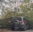Во время ливня в Ставрополе дерево упало на припаркованный внедорожник - Bloknot-Stavropol.Ru