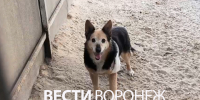 Пострадавшая при атаке БПЛА собака из воронежского приюта пошла на поправку - ГТРК Воронеж