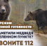 Осторожно медведи. - Каратузский район