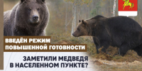 Осторожно медведи. - Каратузский район