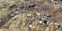 Свалку отходов площадью 1 га обнаружили в воронежском заказнике - Обозреватель.Врн