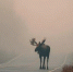Нейросеть Midjourney - Cher-Poisk.Ru