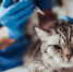 Cropped image of doctor veterinarian is examining cute grey cat at vet clinic. Preparing to make an injection. - Правительство Херсонской области