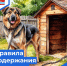 Уважаемые жители г. Шарья, владельцы собак! - Администрация городского округа