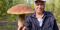 В старооскольском лесу нашли гриб, весом почти в полтора килограмма - Oskol.City