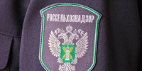 В Домодедово обнаружили опасного вредителя в розах из Эфиопии - Вести Подмосковья