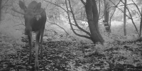 В Ломовском парке Воробьевского района в объектив фотоловушки попал лось - РИА Воронеж