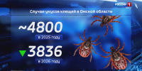 Клещи в этом году кусали омичей почти в полтора раза меньше, чем в 2025 - ГТРК Иртыш