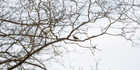 Фото: ПАИ - InformPskov.Ru