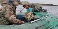 Сотрудники филиала вместе с работниками добывающего предприятия провели количественный учет уловов раков в ловушках. Фото пресс-службы ВНИРО - Fishnews.Ru