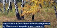 Внимание! Вблизи населенных пунктов Куйбышевского района возможно появление медведей - Город Куйбышев