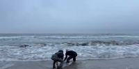 Сахалинцы спасли дельфина, выброшенного на берег в шторм - News.Astv.Ru
