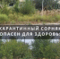 В Цимлянске обнаружили карантинный сорняк - DonDay-Volgodonsk.Ru