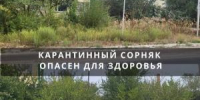 В Цимлянске обнаружили карантинный сорняк - DonDay-Volgodonsk.Ru