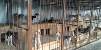 Омичей за нарушения отправят в парки и к собакам - СуперОмск