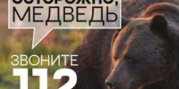 Памятка Как избежать встречи с медведем. - Уярский район