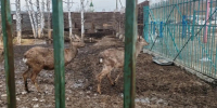 Скандальный зоопарк при кафе "Гоар" в Томске закрыт по решению суда: что будет с животными? - ГТРК Томск