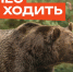В лес не ходить! Там медведи!. - Козульский район