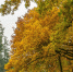 stunning-view-lake-tall-trees-park-cool-day - ТРК Щелково