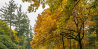 stunning-view-lake-tall-trees-park-cool-day - ТРК Щелково
