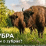 Сегодня отмечается Международный День зубра - Минэкологии РБ