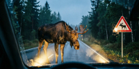 Владимирские лоси «охотятся» на автомобилистов - Zebra-TV.Ru