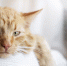 close-up-owner-holding-cute-cat - ТРК Щелково