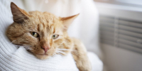 close-up-owner-holding-cute-cat - ТРК Щелково