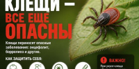 Клещи – все еще опасны (напоминание о правилах неспецифической профилактики) - Роспотребнадзор