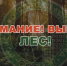 Заплутавшие в Ивановском районе грибники не слышали ни сирен, ни петард - Ивановская газета