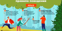 Правила поведения при встрече с диким зверем. - Город Дивногорск