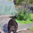 Видео - ТВН