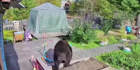 Видео - ТВН