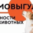 Чем опасен самовыгул для вашего питомца? - Краснокамский район