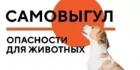 Чем опасен самовыгул для вашего питомца? - Краснокамский район