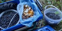 Супергрибной старт в Подмосковье: белые, маслята и опята пошли массово - Вести Подмосковья