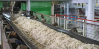 Сахарные заводы Башкортостана переработали 270 тыс. тонн свёклы нового урожая - Министерство сельского хозяйства