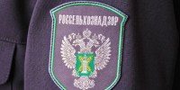 Карантинный трипс обнаружен в цветах из Нидерландов — заражённые хризантемы уничтожены - Вести Подмосковья