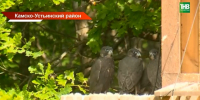 В дикую природу Татарстана выпустили 25 соколов-балобанов - ТРК Татарстан-Новый век