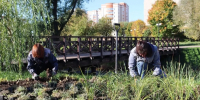 Новые многолетники украсили сквер у Верхнего Красносельского пруда во Владимире - Progorod33.Ru