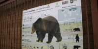 ЛДПР призывает профильные службы к незамедлительным действиям из-за появления медведей возле города - ЛДПР