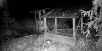 В лесу Марий Эл дерзкий барсук не пустил медведя к своей добыче - Марийская правда